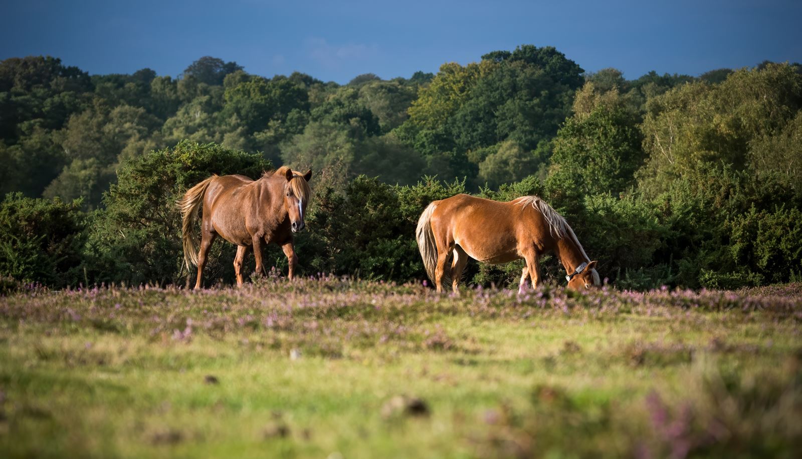 New Forest Ponies Grazing